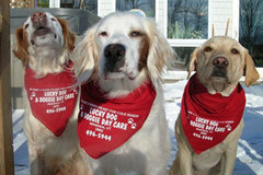 Request Quote: Lucky Dog Daycare - Warren, VT