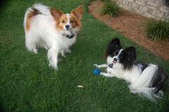 Request Quote: Crazy Mutt In Home Pet Sitting Service - Winterville, NC