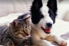 Request Quote: Durydogs In Home Pet Sitting - Parsippany, NJ