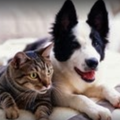 Durydogs In Home Pet Sitting - Parsippany, NJ
