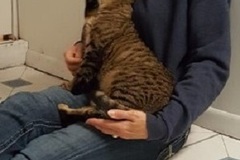 Request Quote: Certified Animal Reiki Practitioner - Nationwide