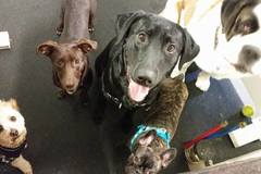 Request Quote: Paw Prints Doggy Daycare and in Home Pet Sitting - Hampton Falls, NH