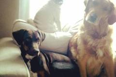Request Quote: The Lucky Pet - Home Dog Boarding and Doggie Daycare - Denham Springs, LA