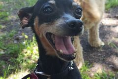Request Quote: In Home Private Dog and Puppy Trainer - The Lucky Pet - Denham Springs, LA