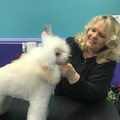 Love Fur Dogs - Mobile Dog Grooming Services - Glencoe, IL