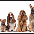 Nana Mary - Professional Dog Training  - Ventura, CA