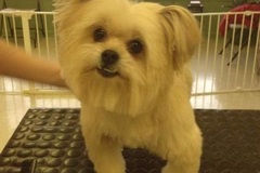 Request Quote: Barbara's Pet Care Services LLC - In Home Pet Sitting Care - Frankfort, KY