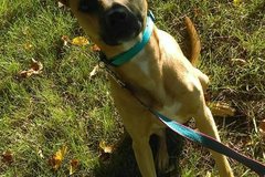 Request Quote: Haley - Certified In Home Dog Trainer  - Flat Rock, MI