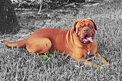 Request Quote: Positive Dog Training - Kennesaw, GA