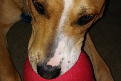 Request Quote: Professional Dog Training ABDCT Certified - Knoxville, TN