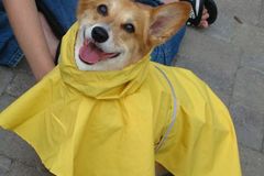 Request Quote: Dog Grooming and Pet Daycare Services - Lemont, IL