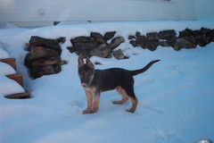 Request Quote: Wicked Canine Training - Palm Coast, FL