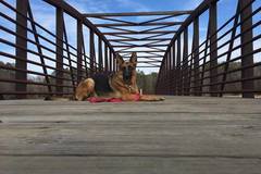 Request Quote: Peachy Paws Dog Training - Loganville, GA