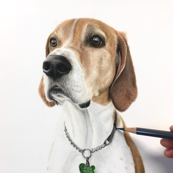 Renay Shaffer Fine Art - Pet Portrait Artist - Bellingham, WA