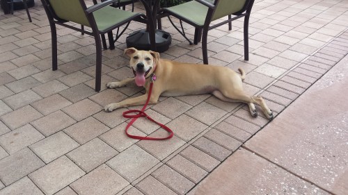 Angel's Basics Dog Training  - St. Petersburg, FL