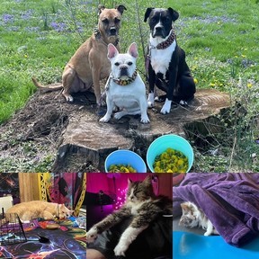 Catsanddogs
