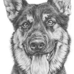 Best Pet Art  ~ Pencil on paper & Oil on canvas - Richmond, VA -Richmond, VA