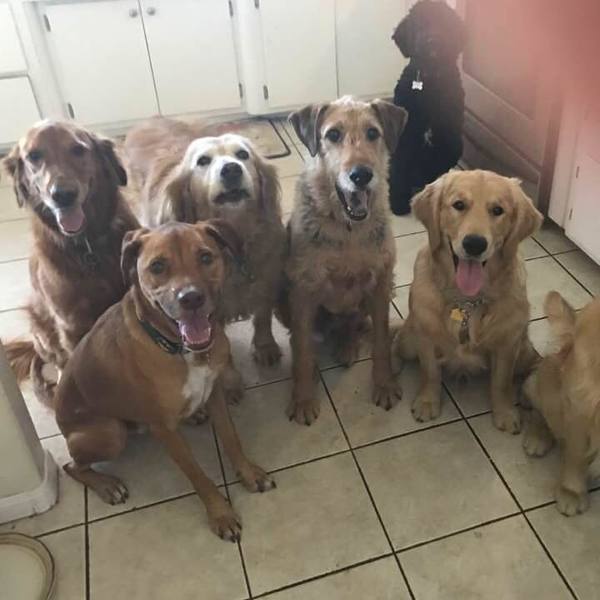 San Diego FurryGodmother - Dog Day Care and Boarding - Oceanside, CA