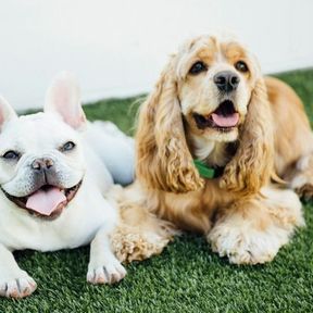 Dogtopia In Home Dog Sitting and Dog Daycare  - Highland Village, TX