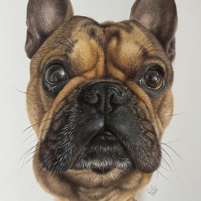 Danielle Calderon Pencil Artist - Pet Portraits - Aurora, IL