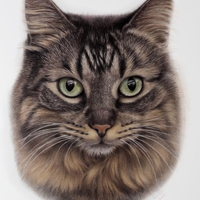 Danielle Calderon Pencil Artist - Pet Portraits - Aurora, IL