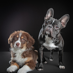 Puppies Art Photography -  Pet Photographer - Reno, NV