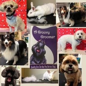 A Groovy GrooMer - Mobile Dog Grooming Service - Burlington, ON