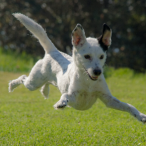 Deuce Deputy - Pet Waste Removal Service - Bloomfield, NJ