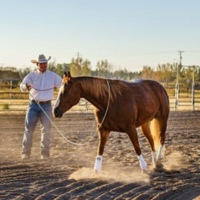 JWHA Horsemanship Academy - Equine Massage - Farmington, UT