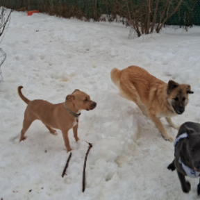 Victor's Pet Boarding and Pet Sitting - Waterbury, CT