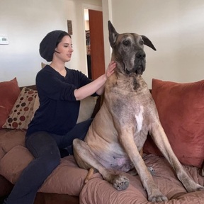 Pet Massage Plus - Chicago, IL
