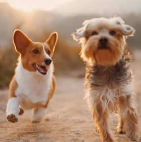 Dogs