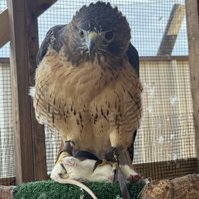 Ariana Holley | Animal Communication Professional - De Leon, TX
