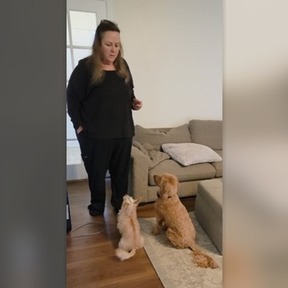 Basic Dog Training Essentials - San Mateo, CA