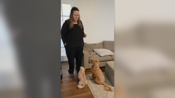 Petworks dog training 16x9