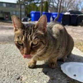 Remote Viewer - Depth Clairvoyance For Lost Pets - Marshfield, VT