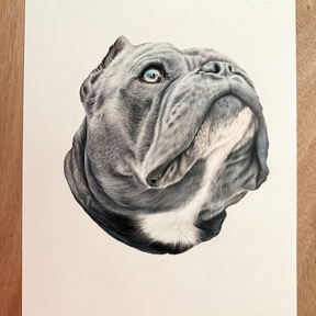 Custom Colored Hand-Drawn Pencil Pet Portraits - Dallas, TX