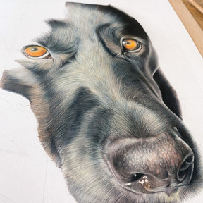 Custom Colored Hand-Drawn Pencil Pet Portraits - Dallas, TX