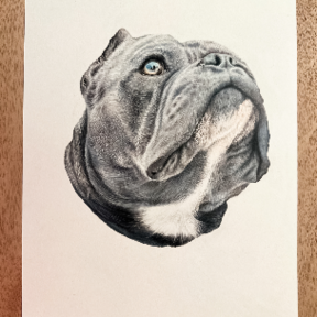 Custom Colored Hand-Drawn Pencil Pet Portraits - Dallas, TX