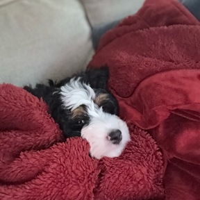 Trusted Puppy Flight Nanny Service Door to Door - Houston, TX