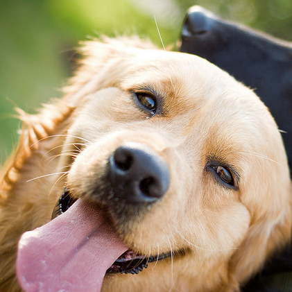 Happy dog baltimore