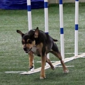 Canine Sports & Activity Center - Dog Training Services - Wallington, NJ