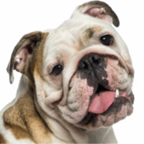 The Scoop - Pet Waste Removal Service  - Highlands Ranch, CO