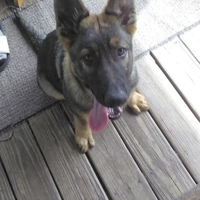 Valor K9 Training - Dog Training Services - Chuluota, FL