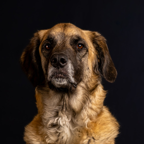 Capturing Furever Moments - Pet Photography - Tyler, TX
