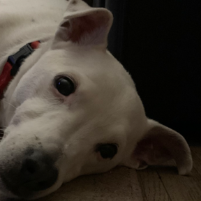 Royce’s Dog Walking Service - Bakersfield, CA