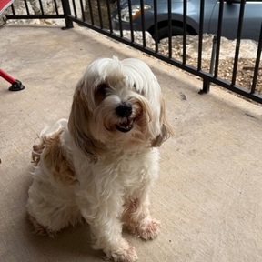 Professional Pet Traveling Nanny - Austin, TX