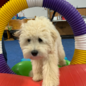 Tailwaggersk9sport - Certified Private Dog Trainer - Pembroke, ON