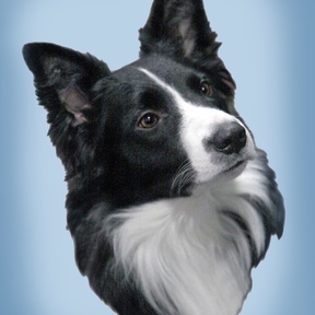 Barb Levenson Dog Training  - Oakmont, PA