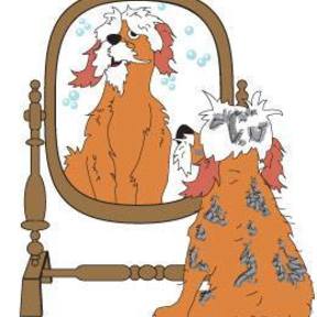 Dog Grooming To Go - Stratford, CT
